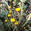 Tussilago farfara fleur